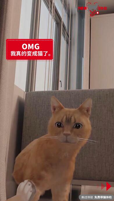 鏡子貓?zhí)ё? data-entity-type=